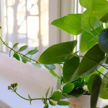 просторен и уютен двустаен в долен лозенец - кварталът на артистите Апартамент *