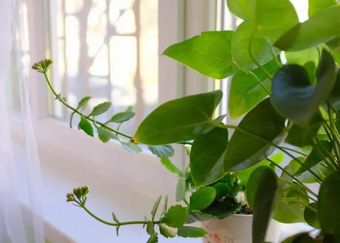 просторен и уютен двустаен в долен лозенец - кварталът на артистите Lejlighed *