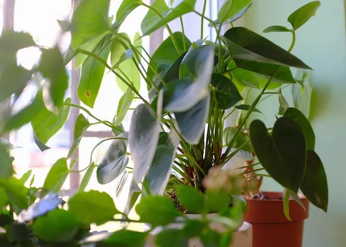 Lejlighed просторен и уютен двустаен в долен лозенец - кварталът на артистите Sofia