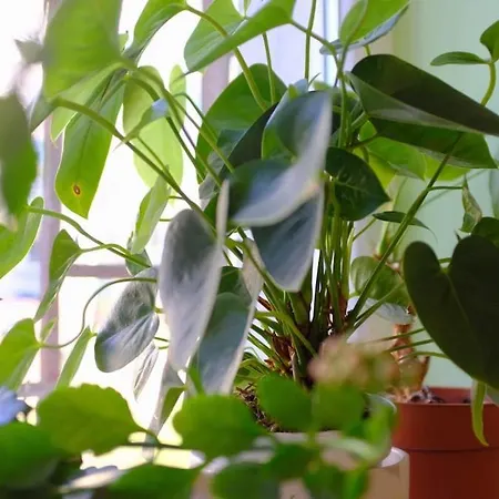 公寓 просторен и уютен двустаен в долен лозенец - кварталът на артистите 索菲亞